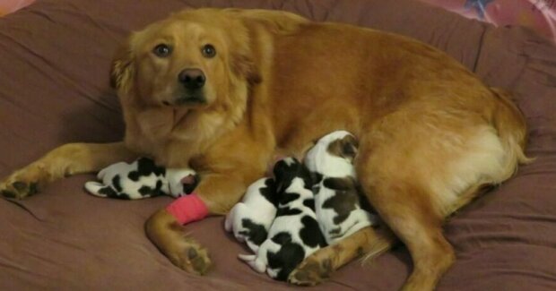 Zachráněný těhotný pes porodil „malé krávy“