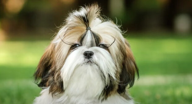 Shih Tzu/ilustrační foto/Zdroj: youtube.com