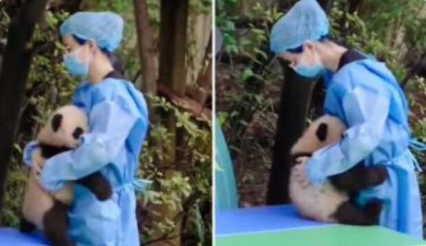 "Nebreč, děcko": chůva utěšuje dítě-pandu, které spadlo a udeřilo