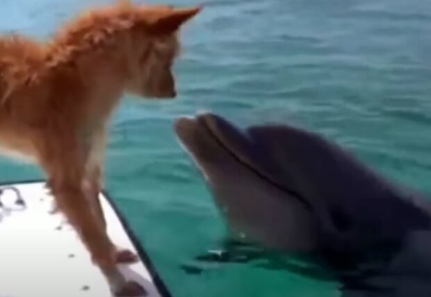 Pes a delfín. Foto: snímek obrazovky YouTube