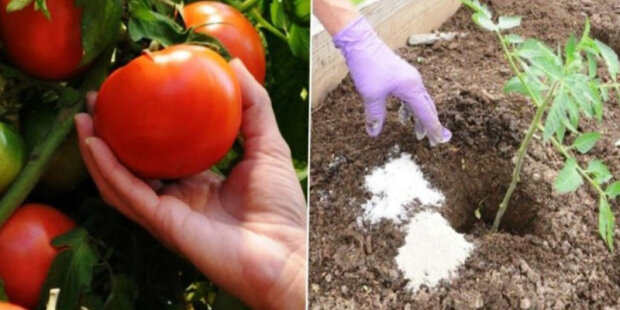"Při výsadbě rajčat to vždy vložím do záhonků, aby dávali dobrou úrodu"
