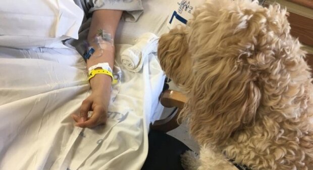 „Lékaři opustili všechny naděje, ale stal se zázrak“: Pes vyvedl dívku z kómatu