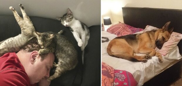 "Museli ustoupit své spací místo": jak zvířata "posunuli" své majitele