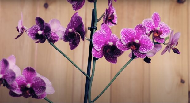 Hnojivo pro orchideje / ilustrační foto / Zdroj: YouTube