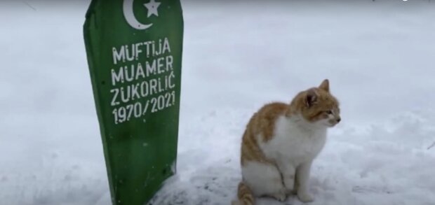 Kočka Muamera / Zdroj: YouTube