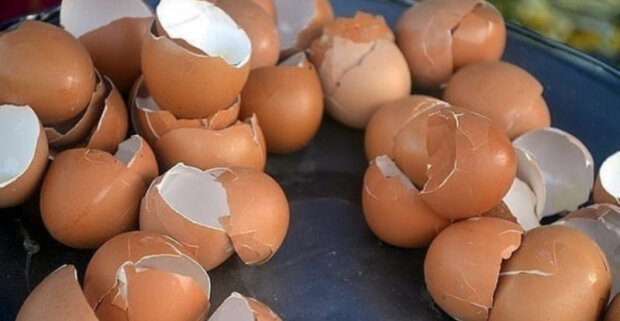“To je zázračné hnojivo”: vaječnou skořápku lze využívat a na vlastní zahradě