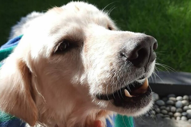 Majitel psa se ho rozhodl vzdát: Zachráněný pes se ukázal jako krásný zlatý retrívr