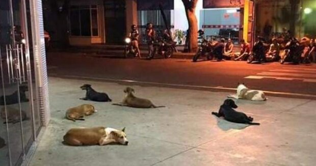 Bezdomovec se dostal do nemocnice: “Všichni jeho psi přišli a čekali na něho u dveří”