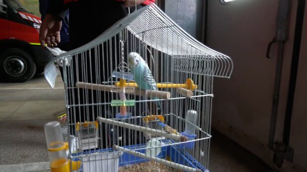 Papoušek přežil raketový útok / Zdroj: Facebook