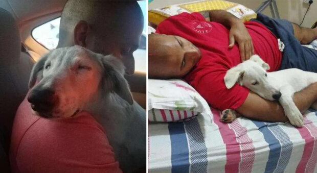 Šťastný příběh: nemocný toulavý pes se svěřil cizímu člověku