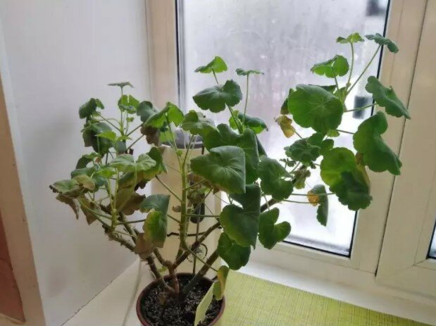 "Proč listy pelargónie vyschnou": jak pečovat o rostlinu v zimě