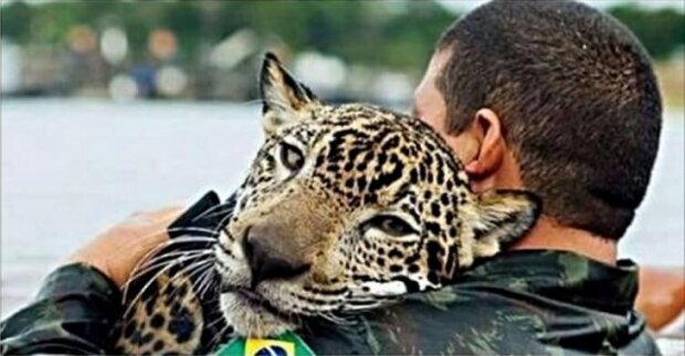 Zachráněný jaguár objal svého zachránce jako domácí kočka: podrobnosti