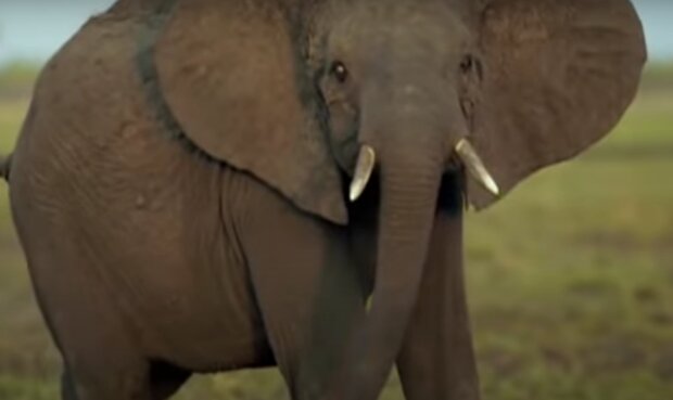 Slon. Foto: snímek obrazovky YouTube