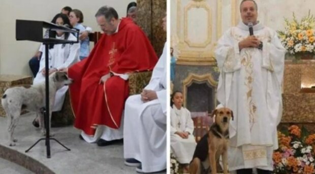 "Nechá všechny pouliční psy do kostela" - kněz našel způsob, jak milovat všech pouličních zvířat