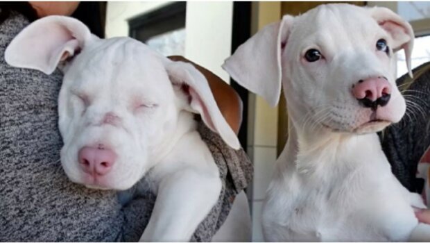 "Bez něj bude ztracena": slepé štěně žije jen díky podpoře svého bratra