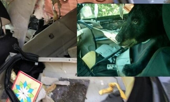Medvěd-chuligán se dostal do auta, snědl banány a vyzkoušel všechno ostatní: "Musel jsem zavolat policii"