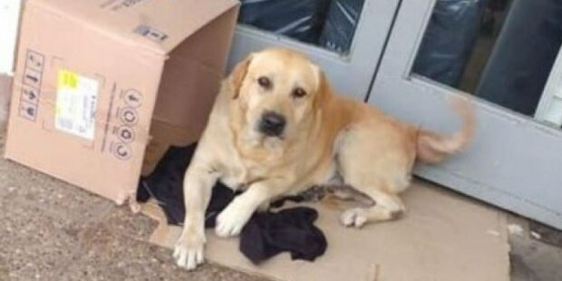 “Určitě se vrátí tady”: Oddaný pes týden seděl u dveří nemocnice a čekal na svého majitele