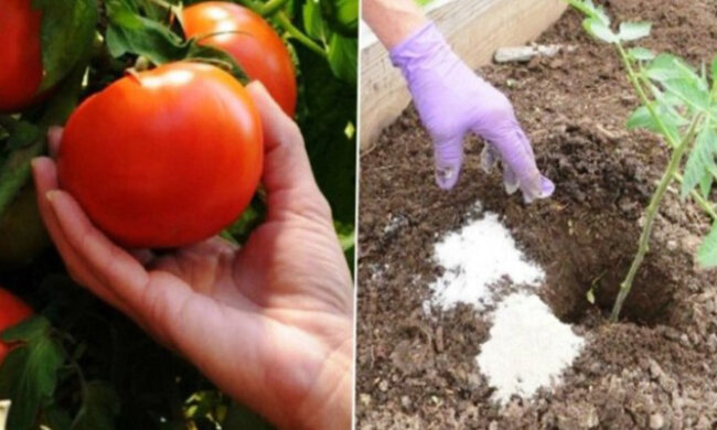 "Při výsadbě rajčat to vždy vložím do záhonků, aby dávali dobrou úrodu"